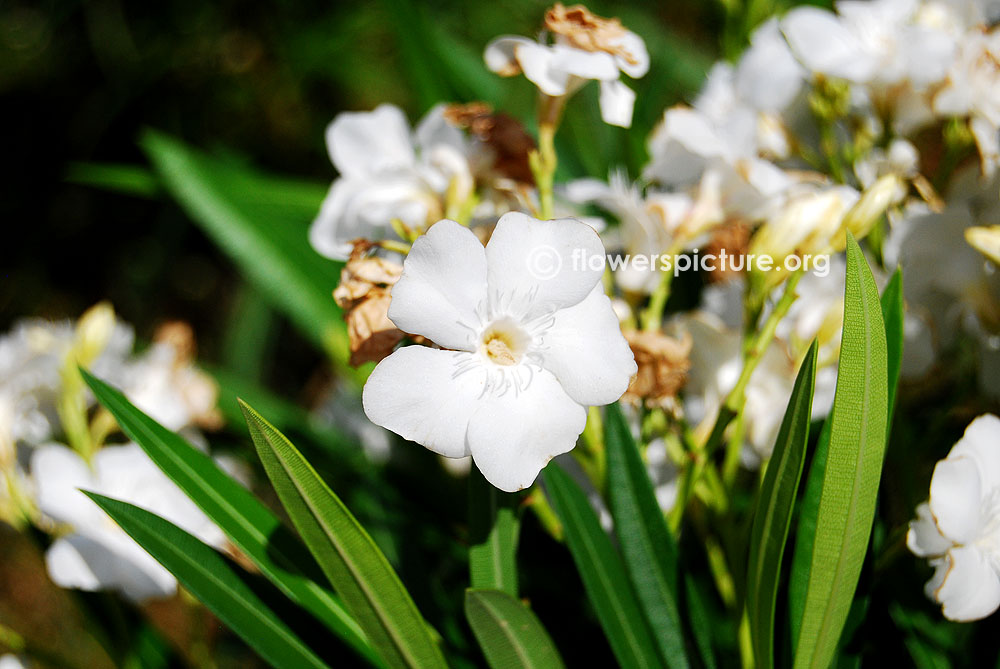Nerium oleander white variety