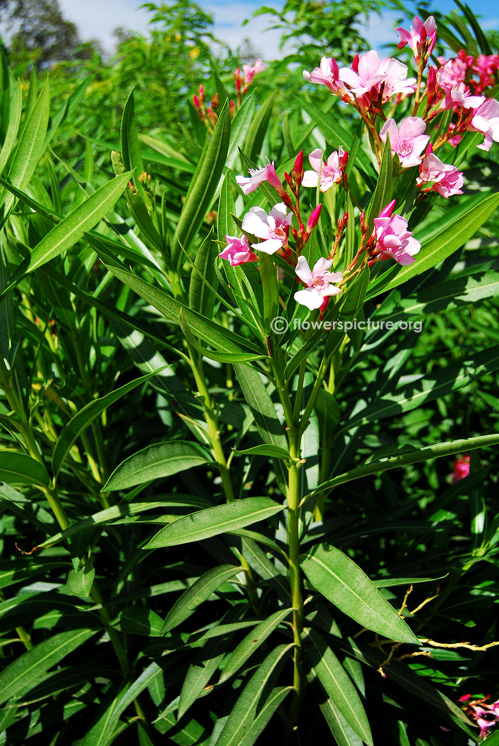 Nerium plant foliage[single bloom]