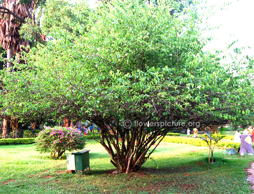 Oncoba spinosa tree