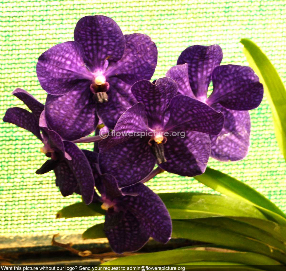Orchid Blue Purple