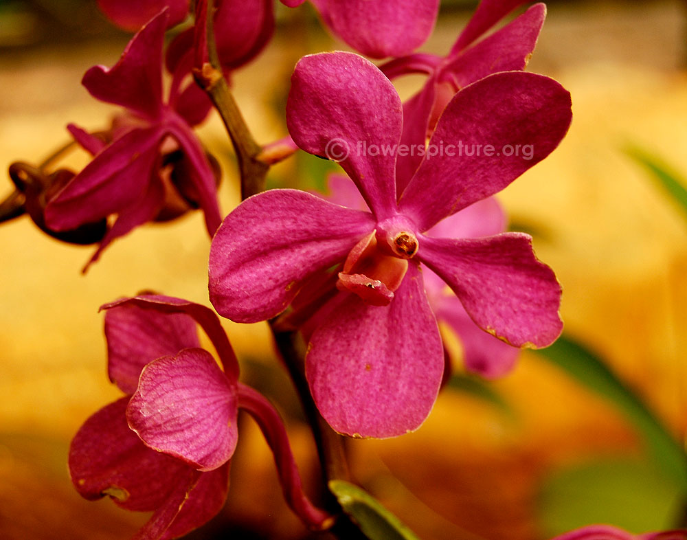 Orchid deep pink