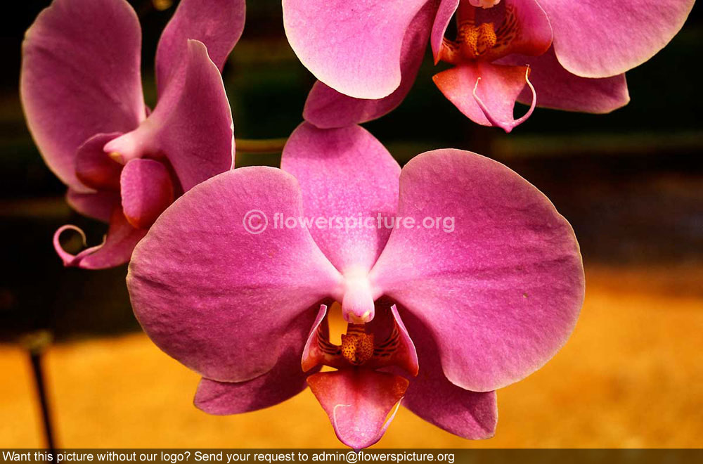 Orchid Pink
