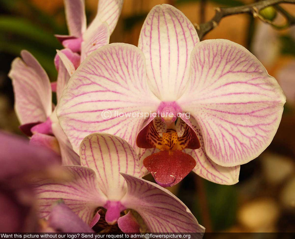 Orchid white pink