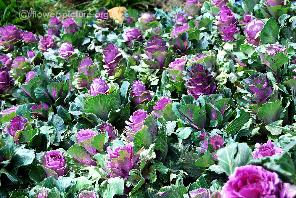 Ornamental cabbage garden beds