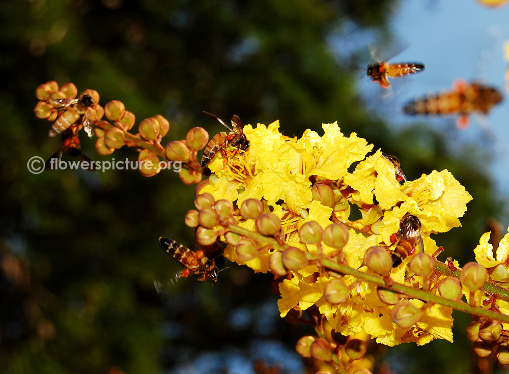 Bees feeding on peltophorum pterocarpum