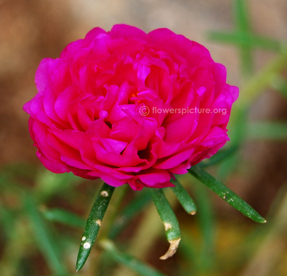 Double moss rose
