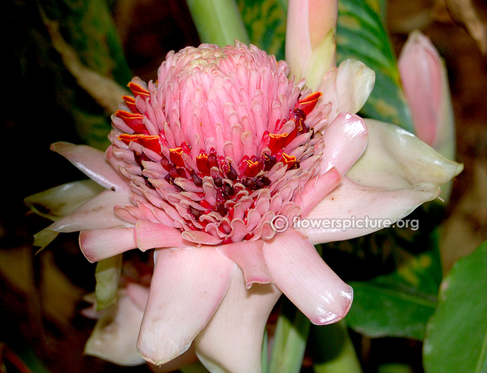 Etlingera elatior pink-Nine inches wide flower