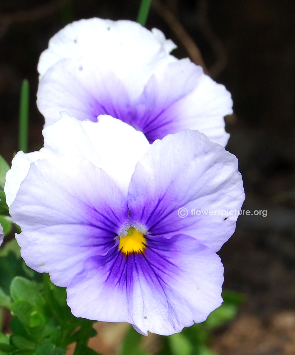 Pansy plentifall frost-Lavender purple