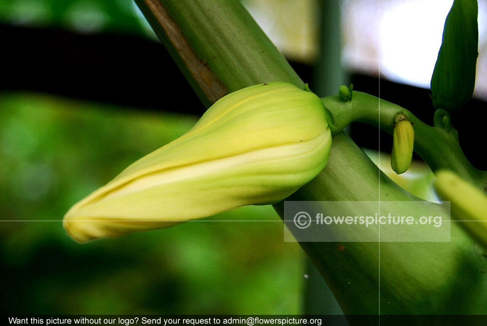 Papaya flower