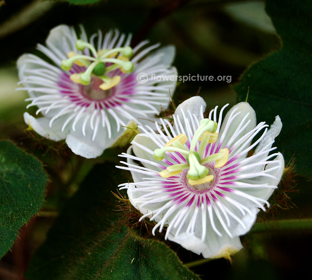 Passiflora foetida flower sepal