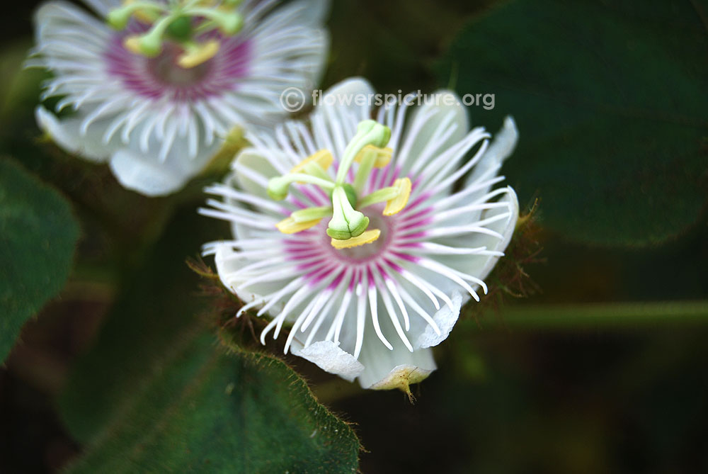 Passiflora foetida flowers with stigma