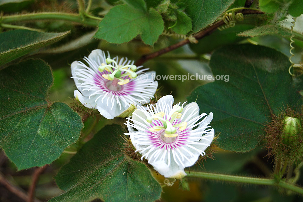Passiflora foetida-Fully opened flowers