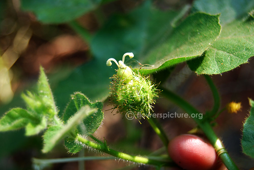 Passiflora foetida-Immature fruit