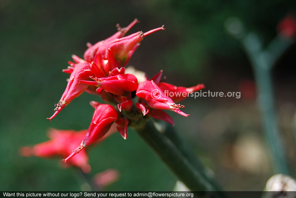 Pedilanthus tithymaloides red