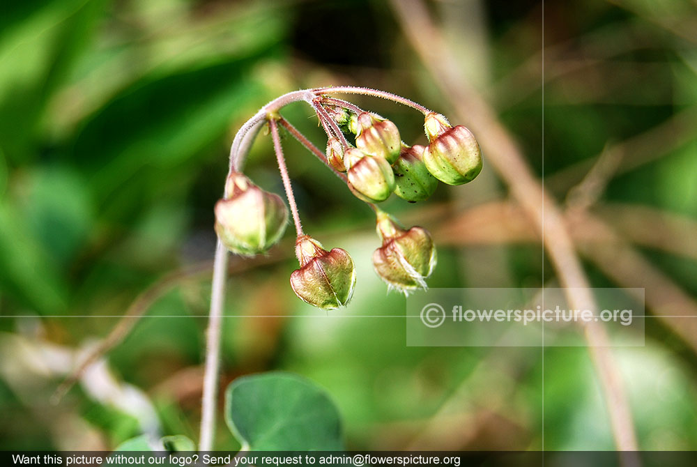 Pergularia flower