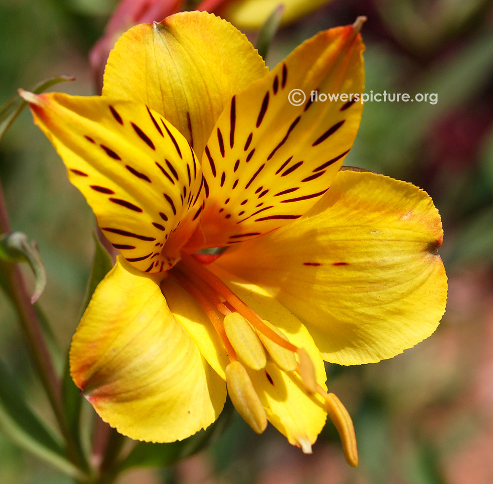 Peruvian lily | Alstroemeria aurea