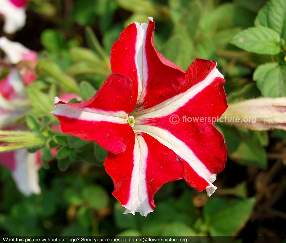 Petunia star flower