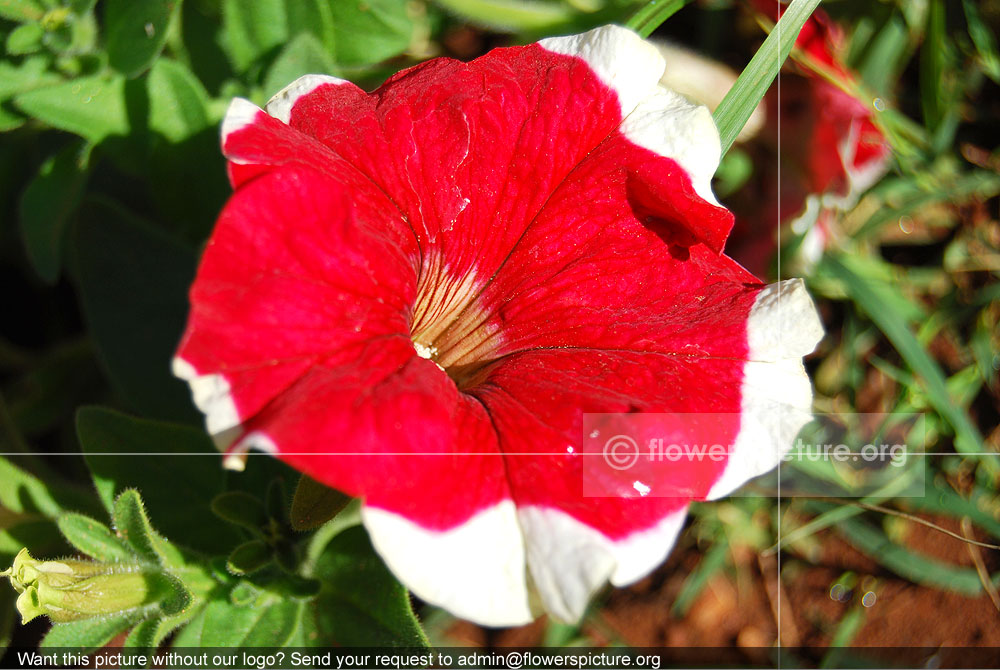 Petunia Red White
