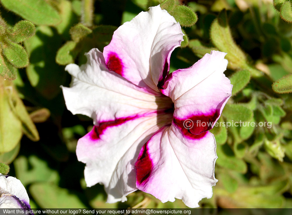 Petunia White Purple