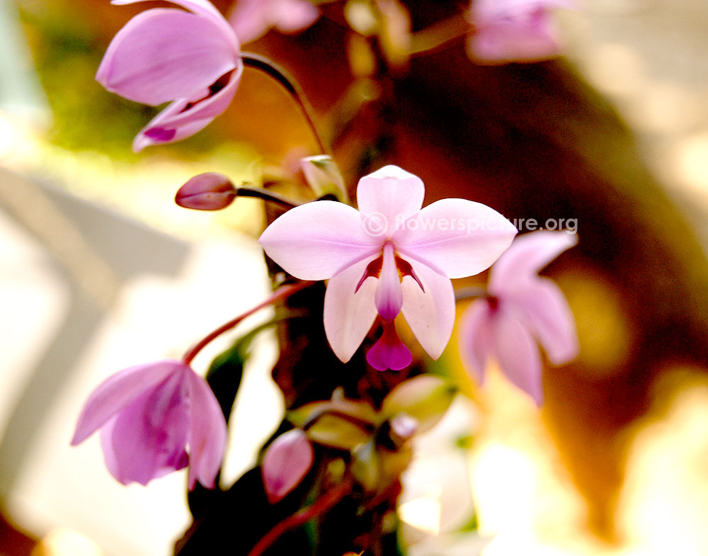 Phalaenopsis lowii