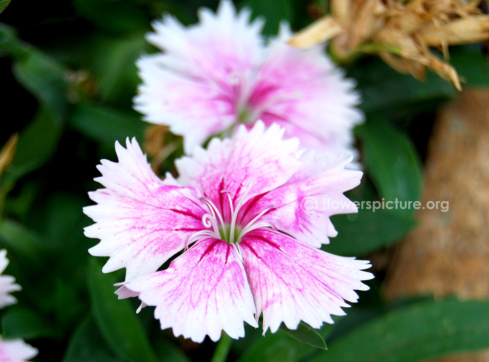 Pink and white dianthus