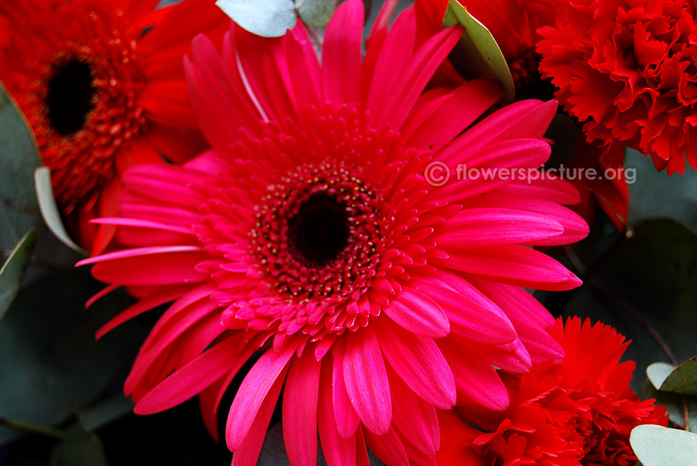 Pink gerbera daisy in bouquet