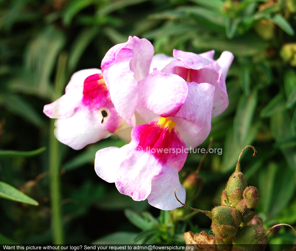 Pink with white snapdragon