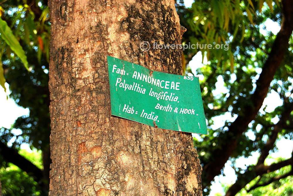 Polyalthia longifolia bark