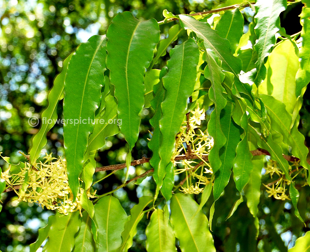 Polyalthia Longifolia Leaves