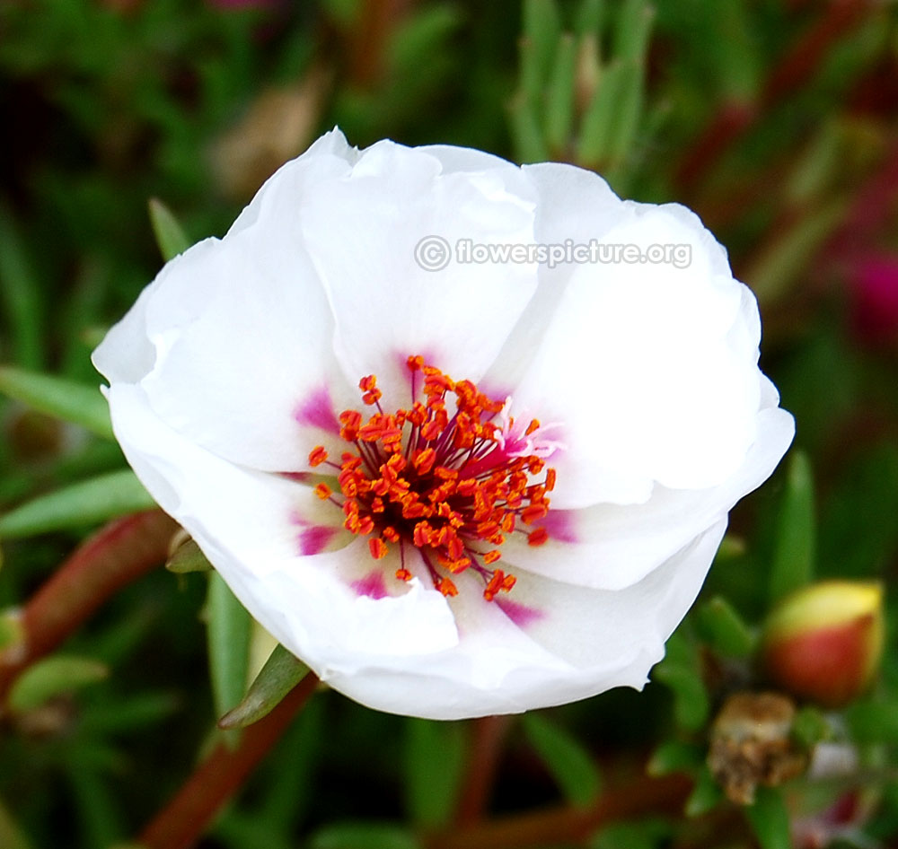 Portulaca grandiflora white