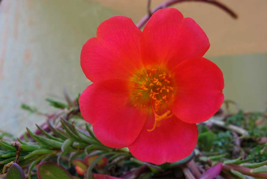 Portulaca grandiflora red