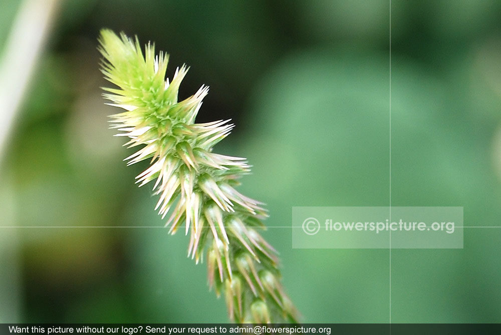 Prickly chaff flower