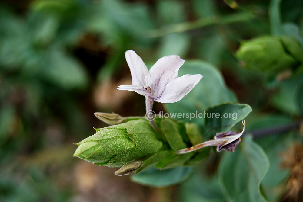 Purple crossandra flower buds