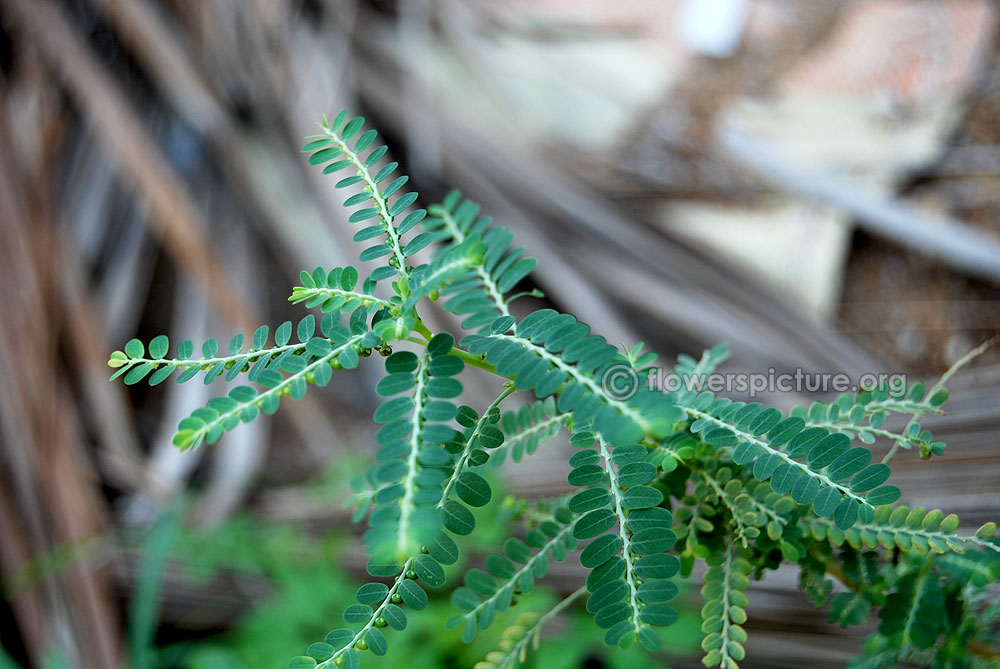 Stonebreaker or keelanelli medicinal plant
