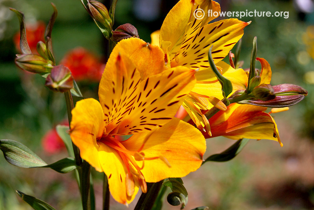 Yellow peruvian lily-Close up view