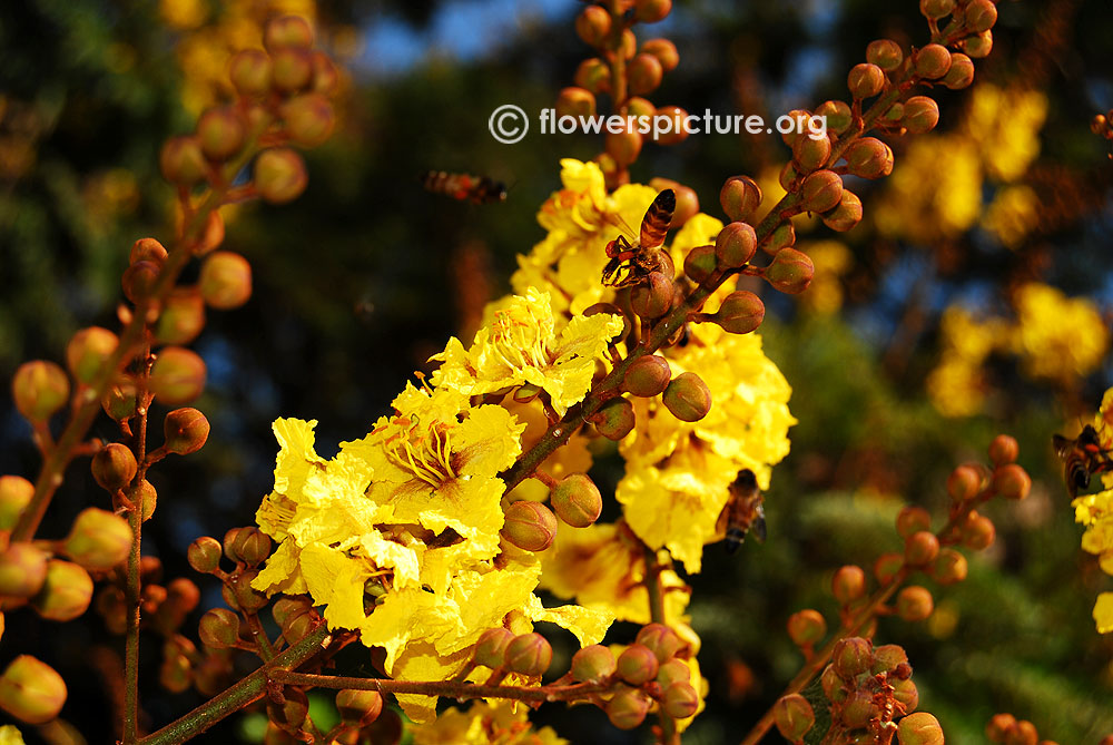 Yellow poinciana flower buds