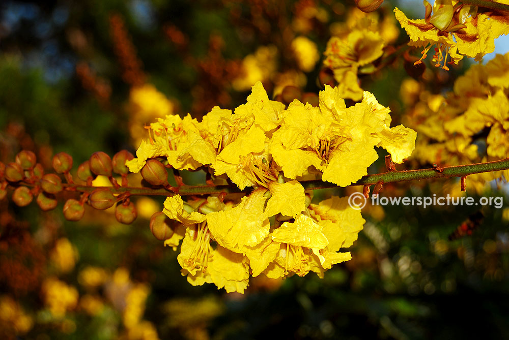 Yellow poinciana flower spikes-Full bloom