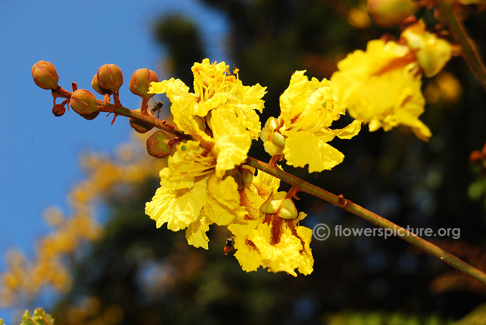 Yellow poinciana-Single flower spike