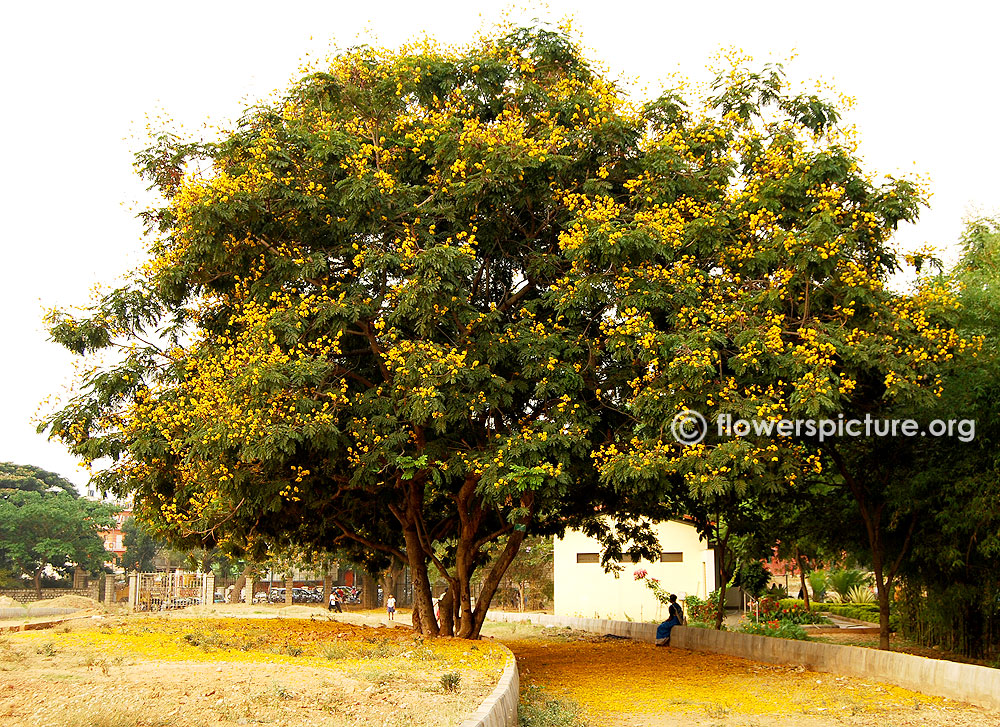 Yellow poinciana tree