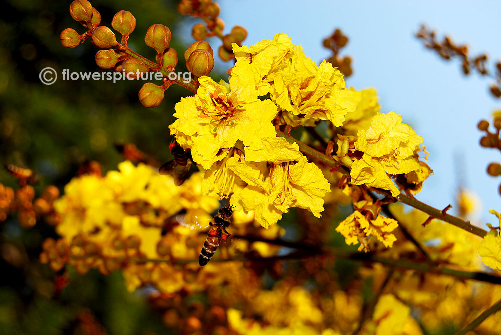 Yellow poinciana with bees