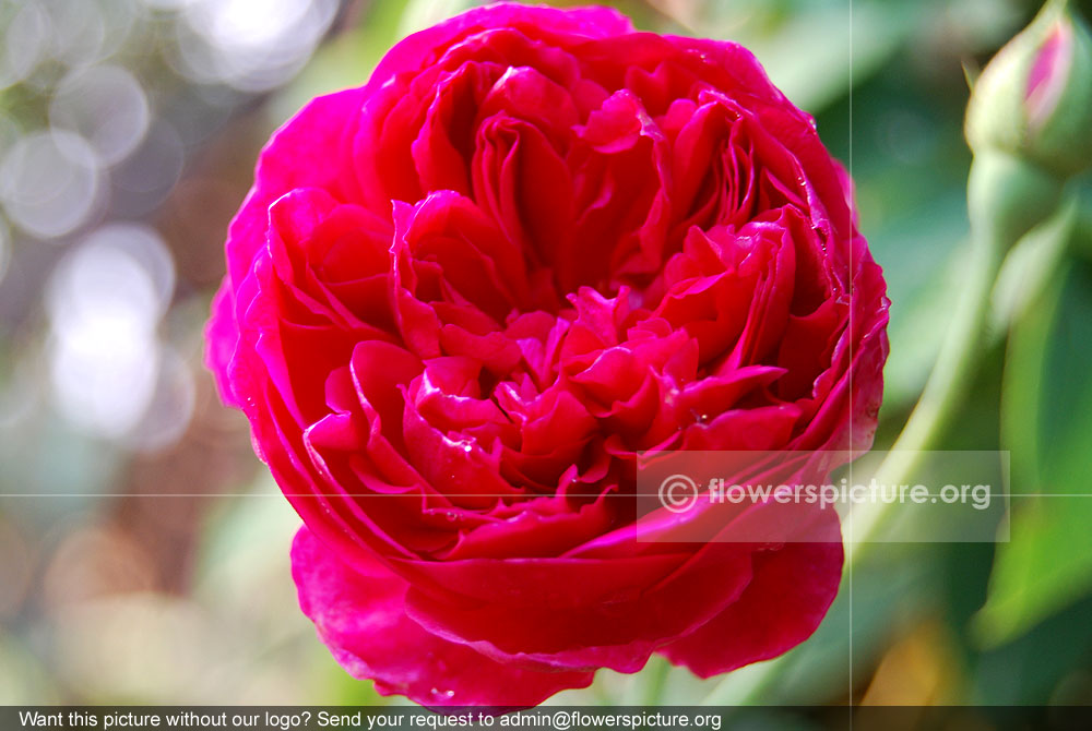 Benjamin britten-English rose-Full blossom