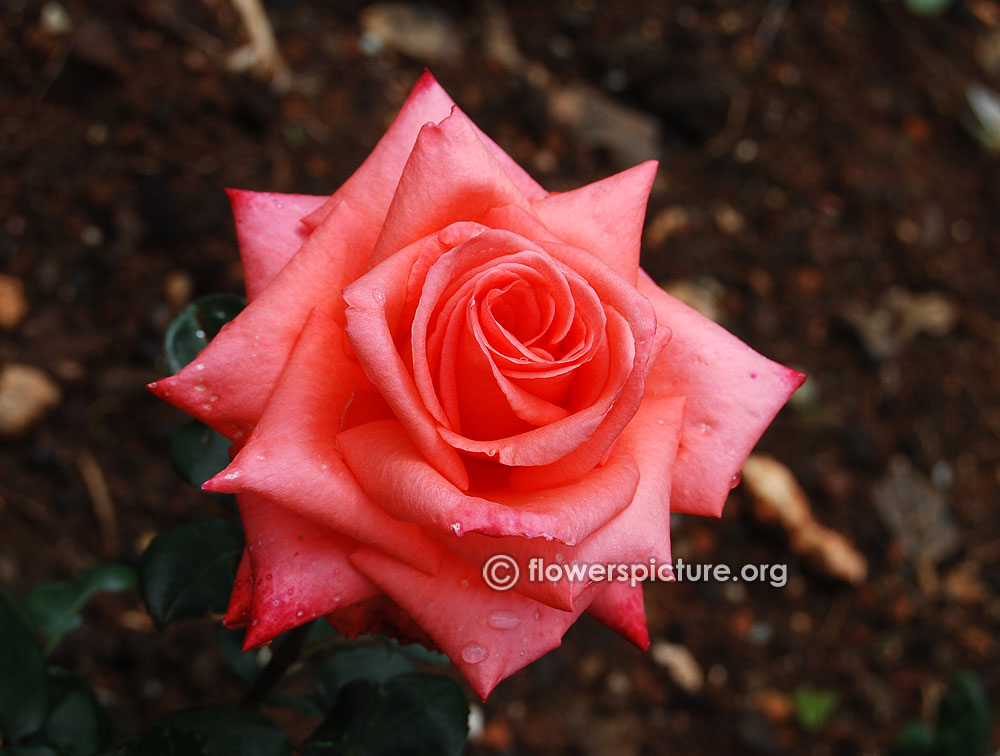 hybrid rose pink