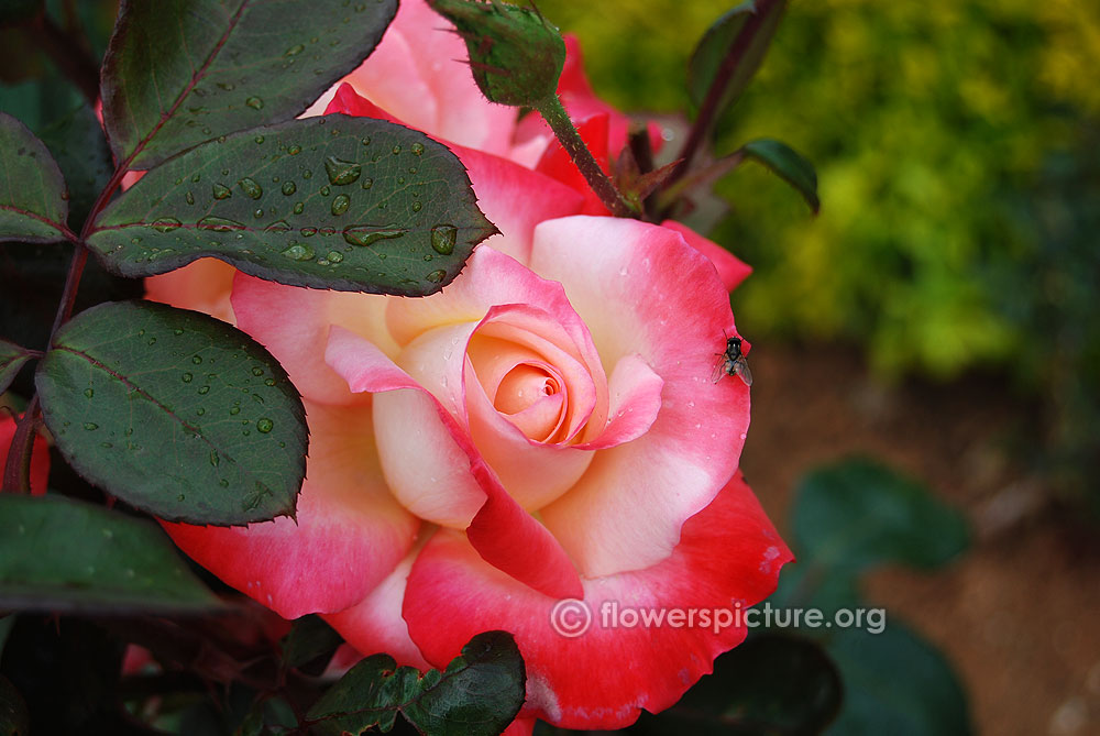 hybrid rose red white