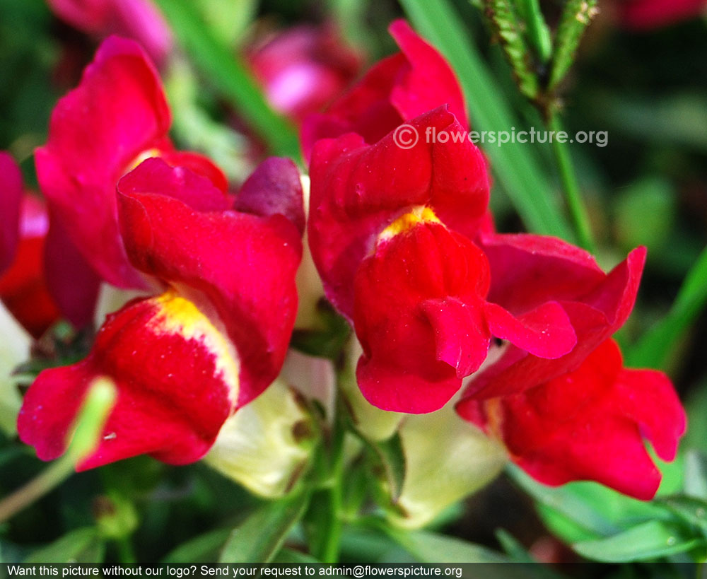 Red with yellow snapdragon
