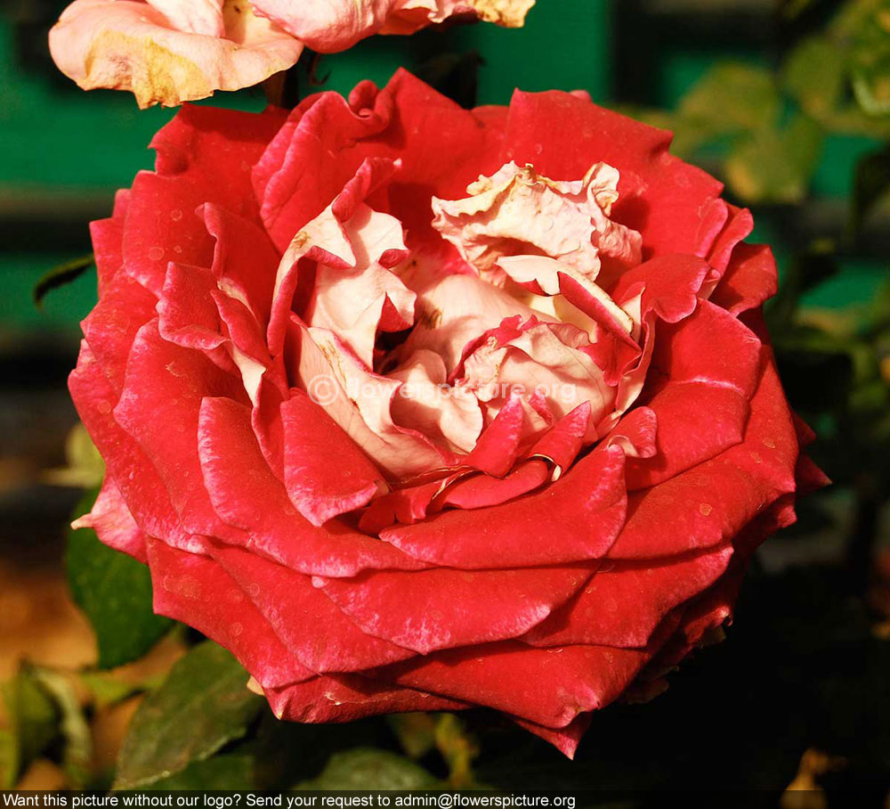 Red Rose Bicolor