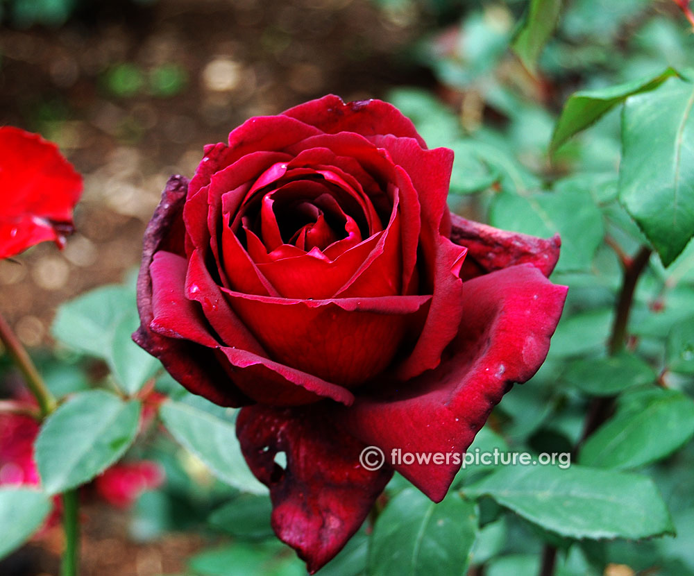 Red rose black magic