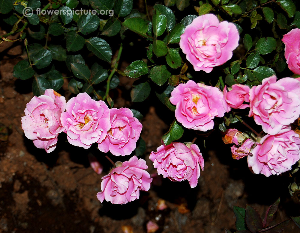 Rosa gallica foliage, flower cluster