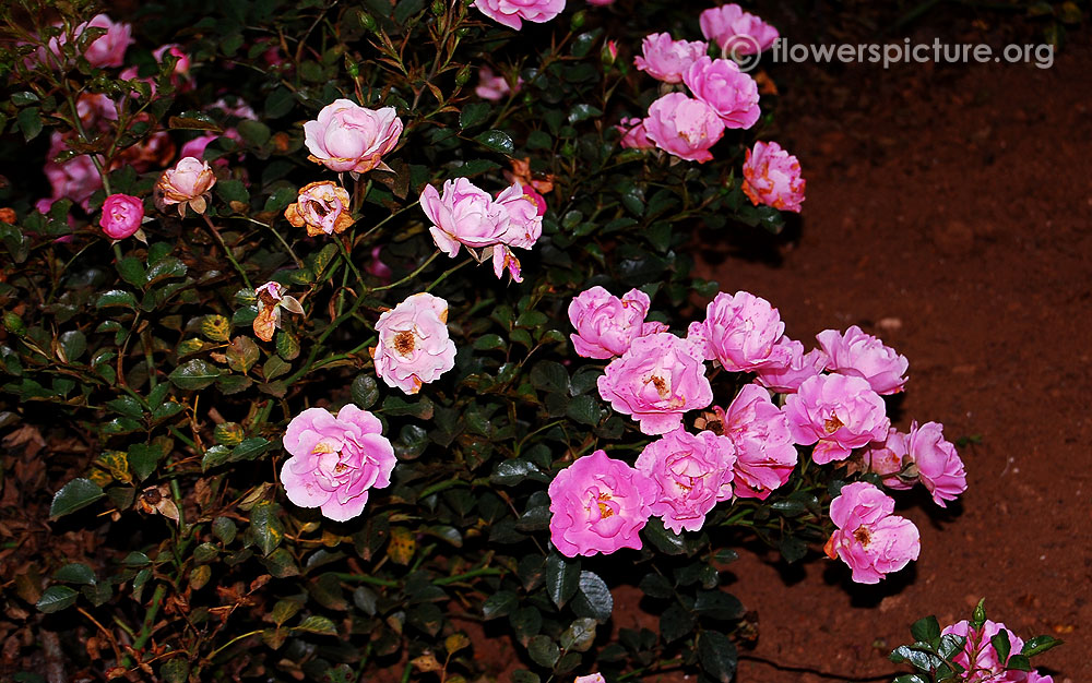 Rosa gallica Plant