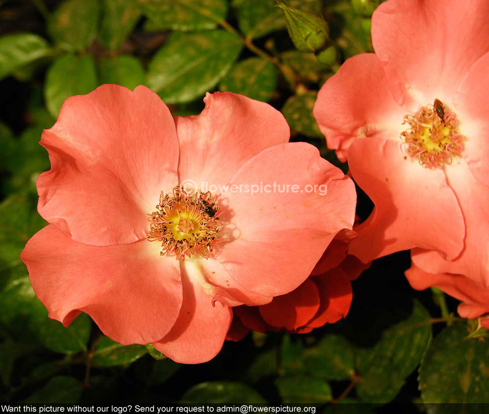 Rosa rubiginosa pink