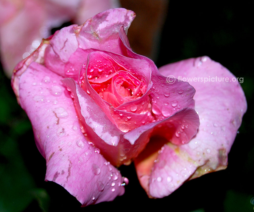 Rose honore de balzac flower bud